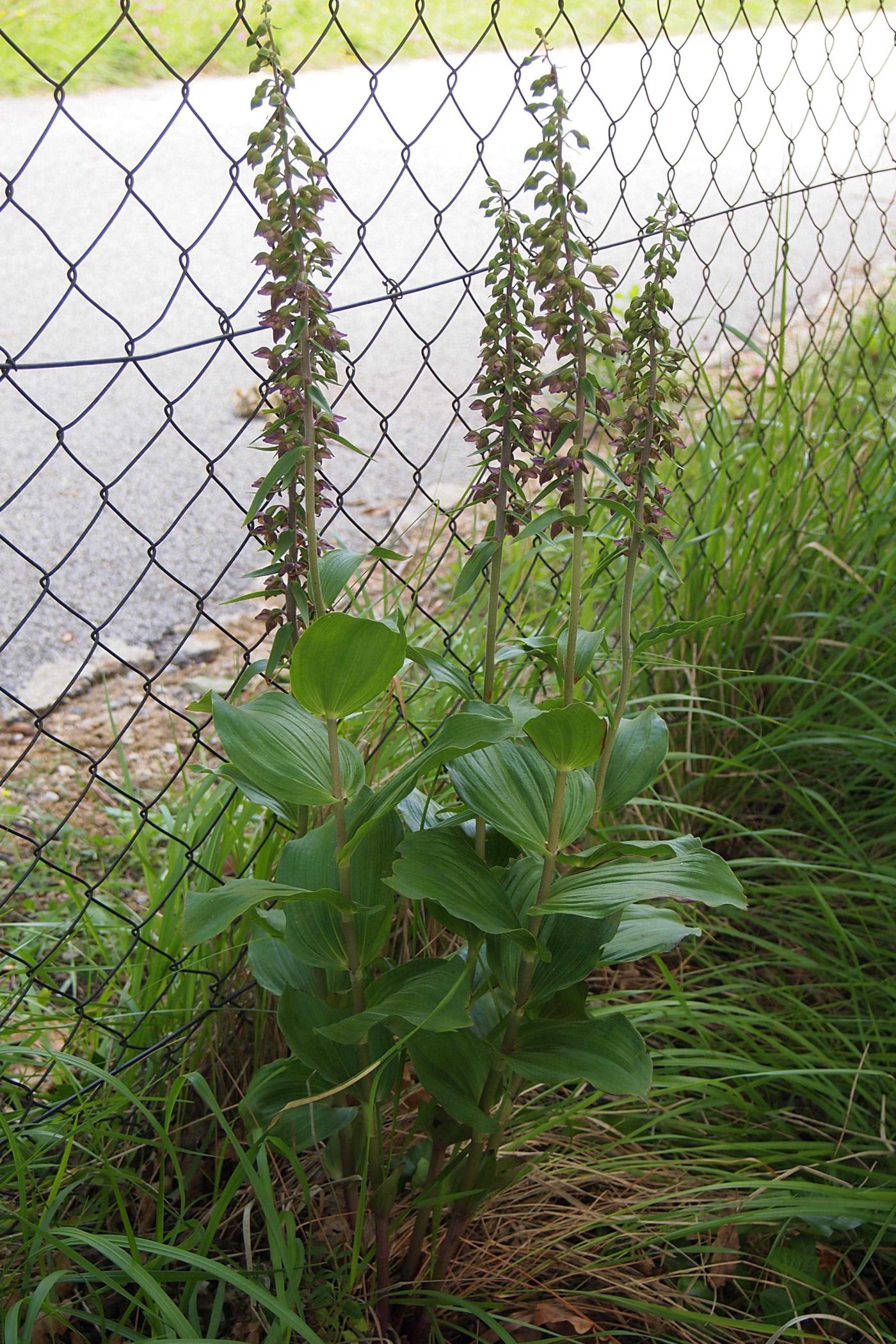 Epipactis [of Tremols] plant
